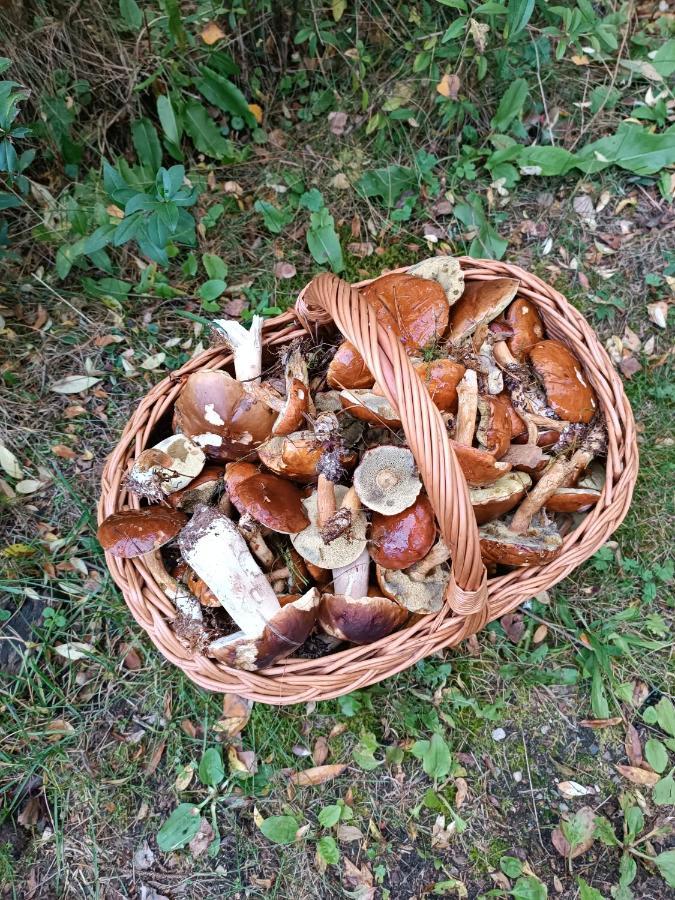 Rykowisko - Domki Caloroczne Nad Jeziorem I Rzeka Szczecinek Luaran gambar
